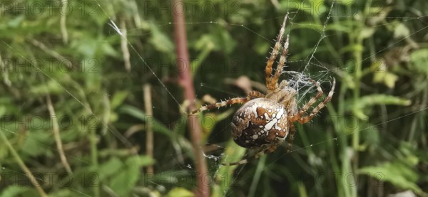 Close-up of a garden cross spider (araneus diadematus) in a detailed spider web in the greenery, tatra, poland