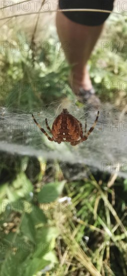 Brown spider garden cross spider (araneus diadematus) hanging in a web in nature, with human leg in the background, tatra, poland