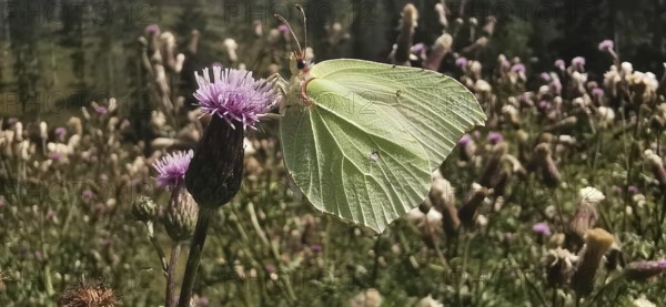 A lemon butterfly (gonepteryx rhamni) sitting on a purple flower in a flowering field, Franconian Forest nature park Park, Germany