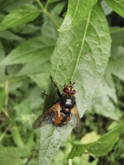Macro photograph of a hedgehog fly (tachina fera) on a green leaf outdoors, Franconian Forest nature park Park