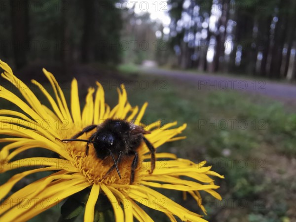 A bumblebee (Bombus) sits on a yellow flower near a forest path, Franconian Forest nature park Park, Germany