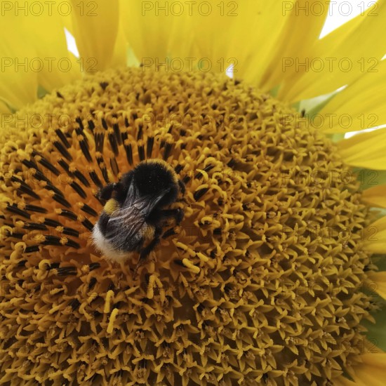 Close-up of a sunflower (helianthus annuus) with a bumblebee (Bombus) sitting on the petals, frankenwald nature park, germany