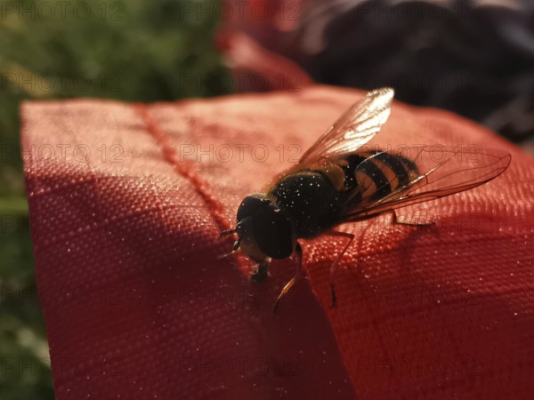 A hoverfly sits on a red fabric in sunlight, surrounded by blurred grass in the background