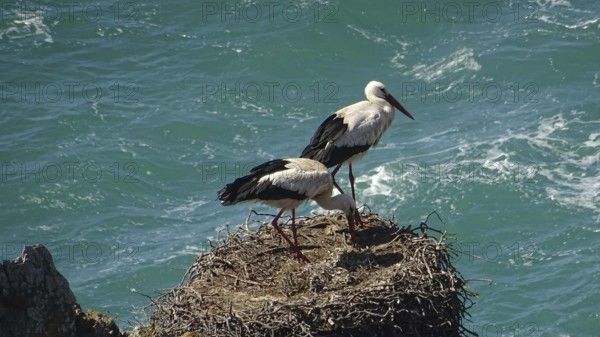 Two storks (ciconia) nesting on a rock high above the turquoise sea on the fishermen's path, costa vicentina, Portugal