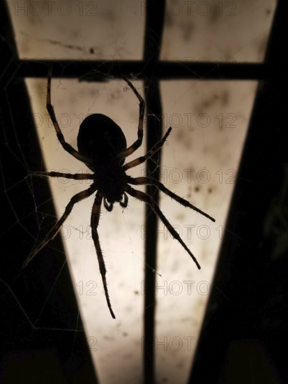 A spider (araneae) hangs in its web in front of an illuminated background in the darkness. atmospheric creepy picture, Germany