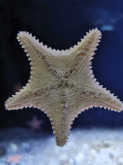 A starfish (asterias rubens) with structural detail floats in a blue aquatic space, aquarium