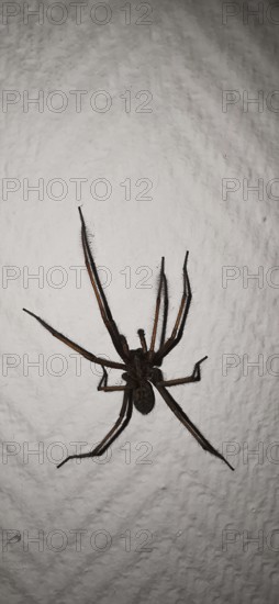 Large house angle spider (Tegenaria domestica) crawling vertically over a textured wall surface, Upper Franconia, Germany