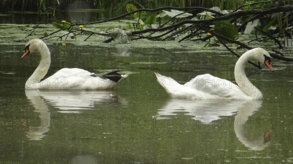 Two swans (cygnus) swimming parallel on a calm, leaf-covered lake, Spreewald, Germany