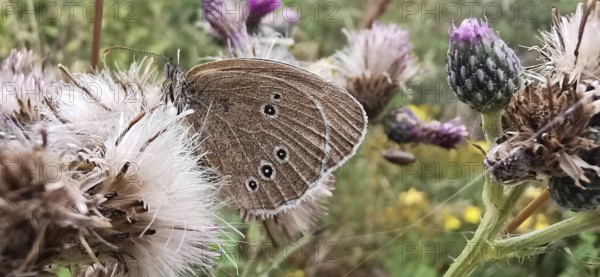 A brown forest bird (aphantopus hyperantus) butterfly on a white flower in a botanical environment, Rennsteig, frankenwald nature park