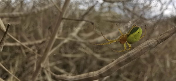 A pumpkin spider (araniella cucurbitina) in its web in front of entangled plant stems in a cornfield, Thuringian Forest