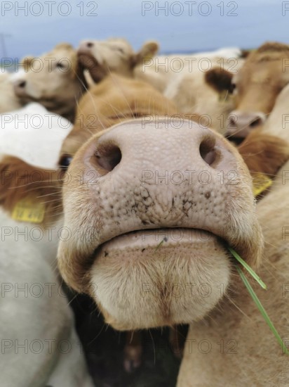 Close-up of a cow (bov chewing grass while looking curiously, Upper Franconia