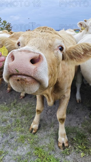 A curious cow (bovis) looks directly into the camera on a pasture, Upper Franconia