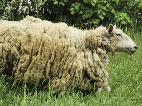 A large sheep (ovis) with curly, extremely thick fur stands in a flowery meadow, Czech Republic