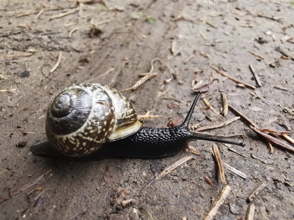 A spotted vineyard snail (Cornu aspersum) crawls on a floor covering, its shell shows a spiral pattern, Franconian Forest nature park Park, Germany
