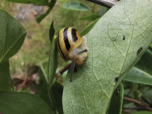 A Hain-Bänder snail (cepaea nemoralis) with a striped shell crawling on a green leaf, Franconian Forest nature park Park, Germany