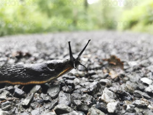 A black snail (arion ater) crawls over a wet, gravelly path in a green environment, Franconian Forest nature park Park, Germany