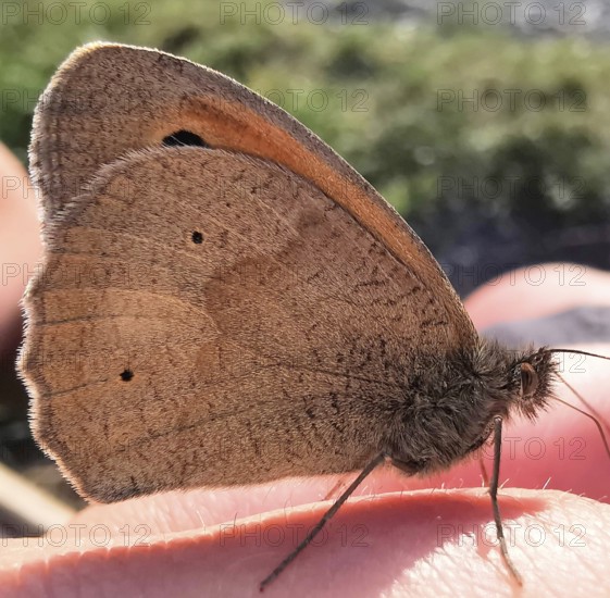 Close-up of a brown butterfly sitting on a human finger shows fine wing structures