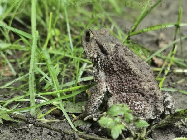A brown toad (bufo bufo) sits in the grass and looks attentively at its surroundings, Franconian Forest nature park Park, Germany