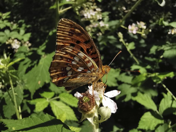 A fiery pearl-bordered fritillary (Argynnis adippe) on a flowering plant, Thuringian Forest