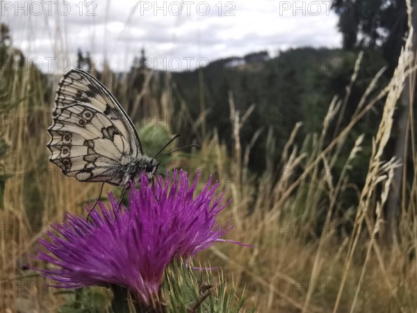 A chequerboard butterfly (Melanargia galathea) sitting on a purple flower in the meadow, frankenwald nature park