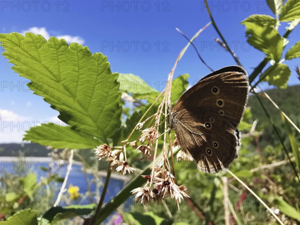 A brown forest bird (aphantopus hyperantus) sitting on a plant in front of a lake, Thuringian Forest
