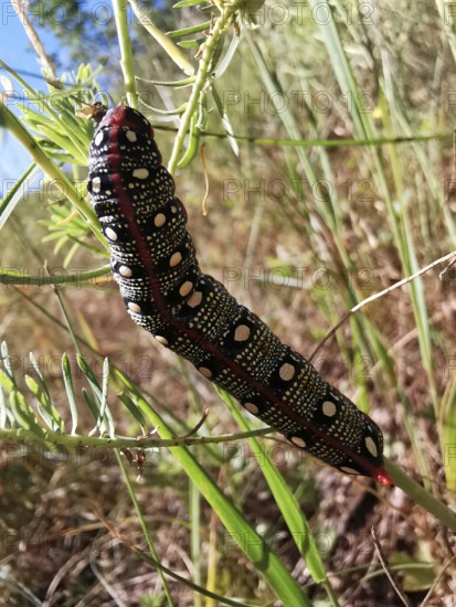 A colourful caterpillar (eruca) of the spurge hawkmoth (hyles euphorbiae) crawls on a green plant branch, Franconian Forest nature park Park, Germany
