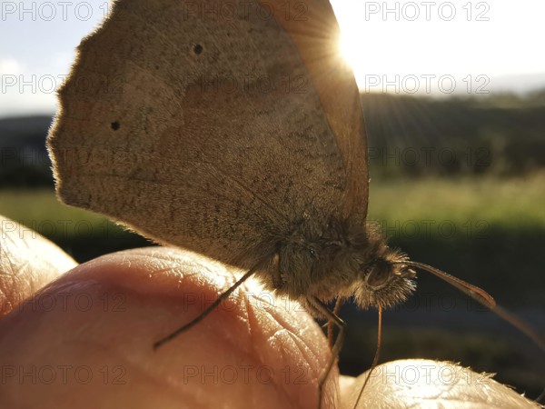 A butterfly, Meadow Brown (maniola jurtina) in sunlight sitting on a finger, Franconian Forest nature park Park, Germany