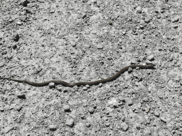 A long snake (coronella austriaca) slithers across a gravelly surface in the sun, Franconian Forest nature park Park