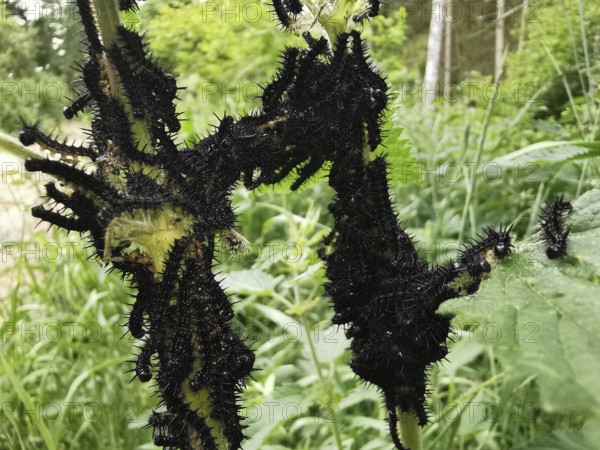 Black caterpillars (eruca) of the peacock butterfly (aglais io) cover the leaves of a plant in a wooded area, Franconian Switzerland, Upper Franconia