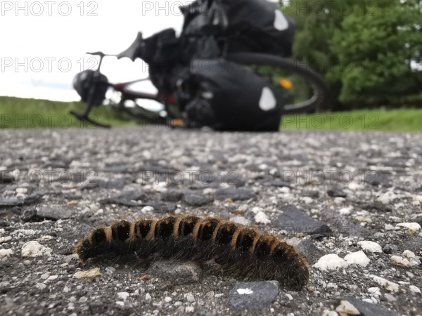 A caterpillar (eruca) of the blackberry moth (macrothylacia rubi) crawls across a road in the foreground, bicycle in the background, Czech Republic