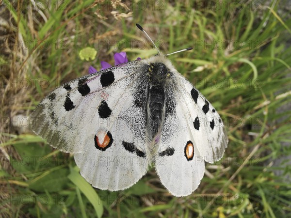 An Apollo butterfly (parnassius apollo) with spotted wings sitting on grass, Franconian Forest nature park Park, Germany