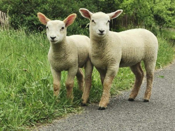 Two young lambs (agnus) stand in a meadow next to a path and look into the camera, czech Republic