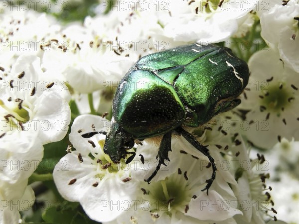A shiny green rose chafer (cetonia aurata) sits on white flowers and eats nectar, Franconian Forest nature park Park