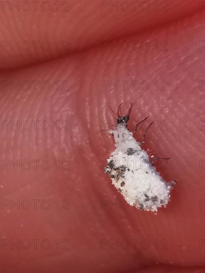 Close-up of a lacewing larva (Chrysopidae) on human skin with fine structure, Franconian Forest nature park Park
