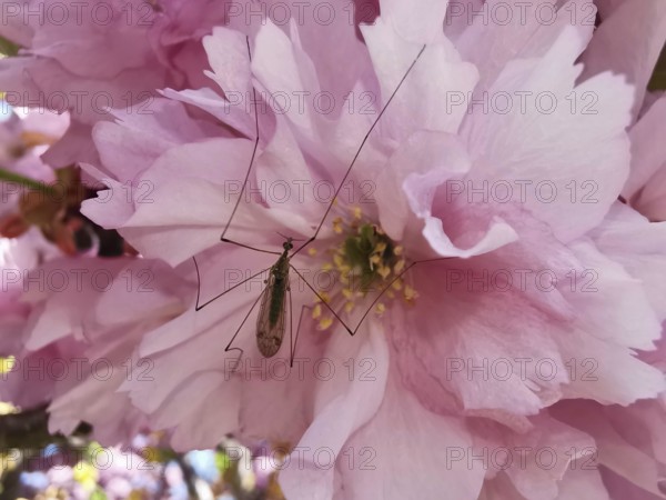 Insect snake (Tipulidae) with long legs on a pink blossom of a Japanese cherry blossom (prunus serrulata), Havelland, Germany