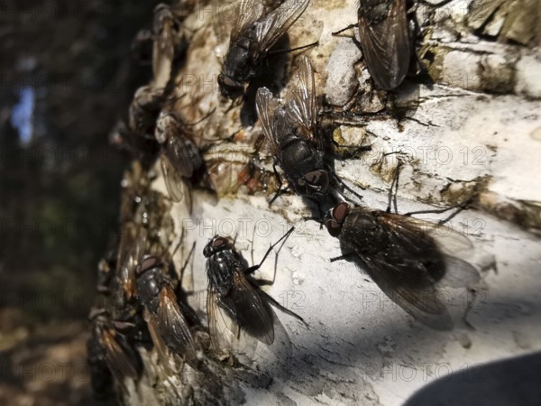 Several flies (Sarcophaga carnaria) sitting densely packed on the light-coloured bark of a birch tree (Betula) outdoors, Rennsteig, Franconian Forest nature park Park