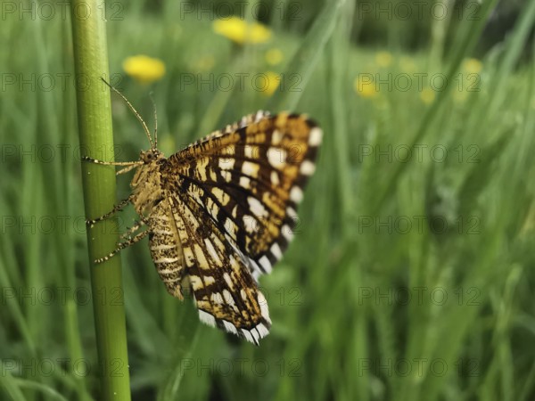A butterfly Chiasmia clathrata sits sideways on a leaf with blurred background, Franconian Forest nature park Park, Germany
