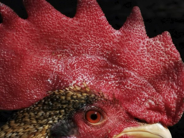 Close-up of a cock's head (gallus) with red crest and feathers, Upper Franconia, Germany