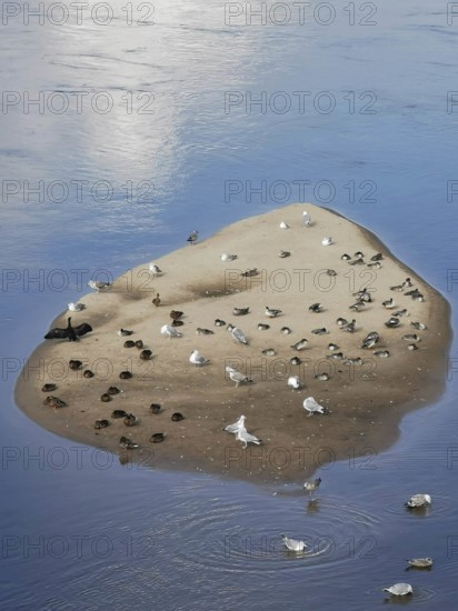 A sandbar full of seagulls and other birds in the water with a reflecting sky, Kujawsko-Pomorskie, Poland