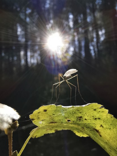 A mosquito (nematocera) sits on a leaf in the forest with sunbeams, Franconian Forest nature park Park
