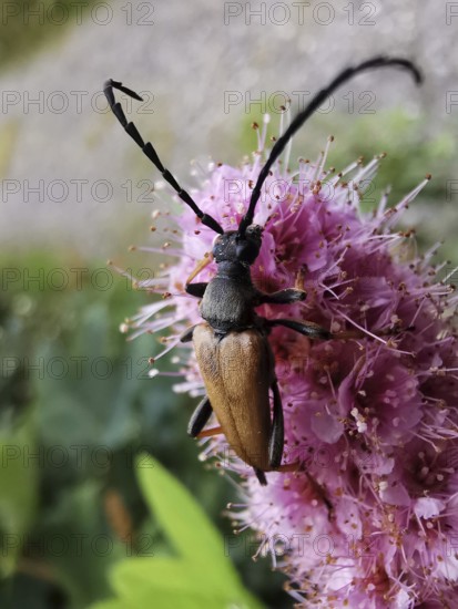 A longhorned beetle (Stictoleptura rubra) sitting on a pink flower (spiraea), surrounded by green vegetation in nature, Franconian Forest nature park Park