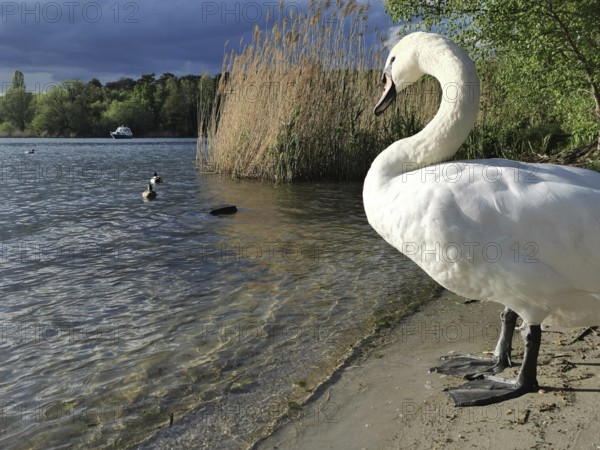 A white swan (cygnus) stands on the shore of a lake while clouds gather in the sky, Berlin