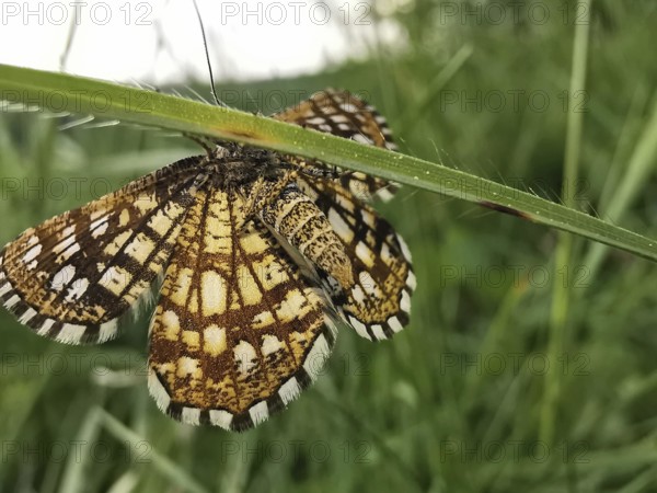 A butterfly Chiasmia clathrata with outstretched wings resting on a blade of grass, Franconian Forest nature park Park, Germany