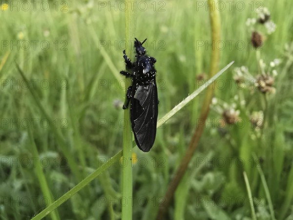 Black insect March fly (bibio marci) clinging to a blade of grass in a dewy environment, Franconian Forest nature park Park