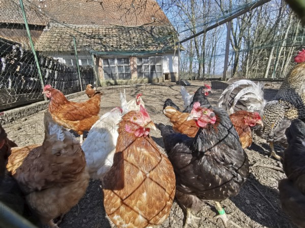 Several chickens (gallus gallus domesticus) running around outdoors on a farmstead, Upper Franconia, Germany