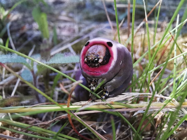 Close-up of a purple caterpillar (eruca) of the puss moth (cerura vinula) with striking colouration in the grass, Thuringian Forest