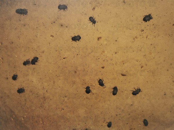 Small black beetles Tinder fungus black beetles (Bolitophagus reticulate bolitophagus) are distributed on a brown surface of a tree fungus and move, Franconian Forest nature park Park, Germany