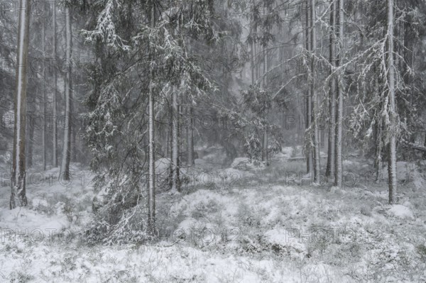 Snowy fir forest, Korpo or Korppo, southwestern archipelago, Finland