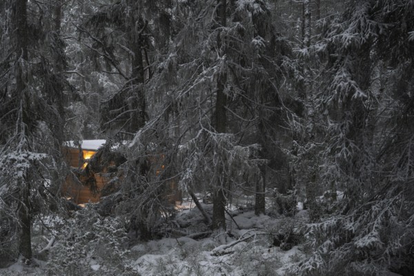 Snowy, dark pine forest in the evening, illuminated small hut, Korpo or Korppo, southwestern archipelago, Finland