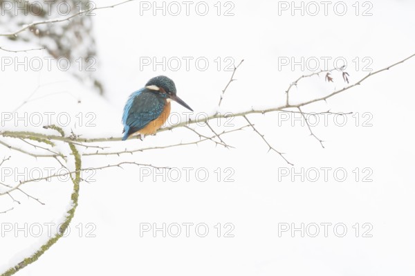 A kingfisher (Alcedo atthis) sitting on a thin branch, surrounded by a wintery snowy landscape, Hesse, Germany